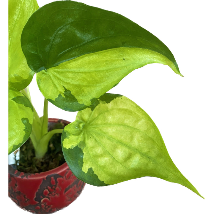 Alocasia cucullata 'Banana Split' (Variegata)