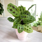 Maranta Leuconeura „Fantasy” 2 rośliny/doniczka