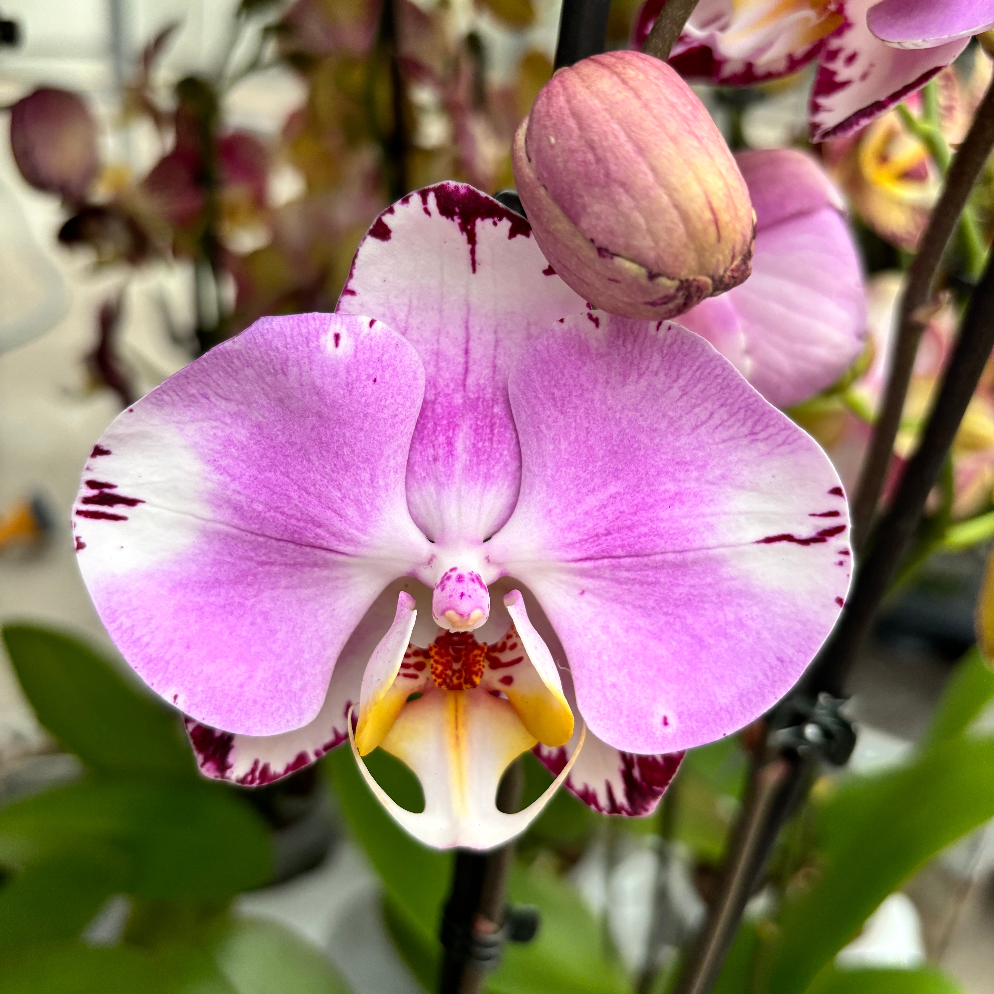 Phalaenopsis Art Nouveau