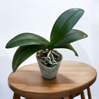 Phalaenopsis Younghome Lucky Star '0018' (πελωρική)