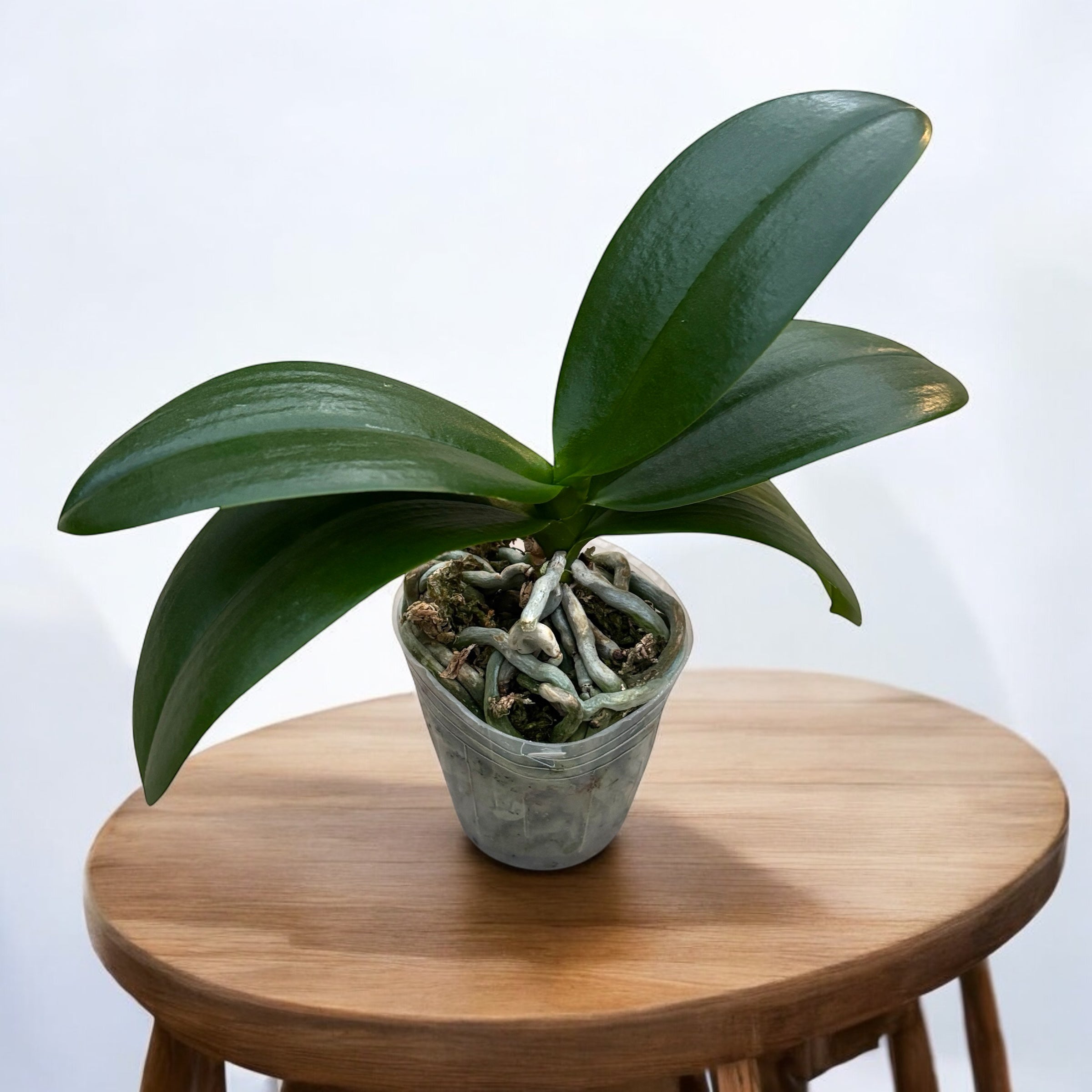 Phalaenopsis Younghome Lucky Star '0018' (pelorica)