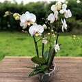 Phalaenopsis Marvellous White - indrukwekkende exemplaren (2 planten/pot)