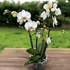 Phalaenopsis Marvellous White - indrukwekkende exemplaren (2 planten/pot)