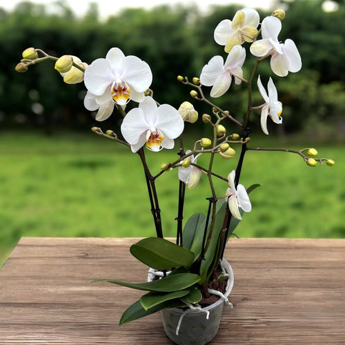 Phalaenopsis Marvellous White - impresivni primerki (2 rastlini/vrč)