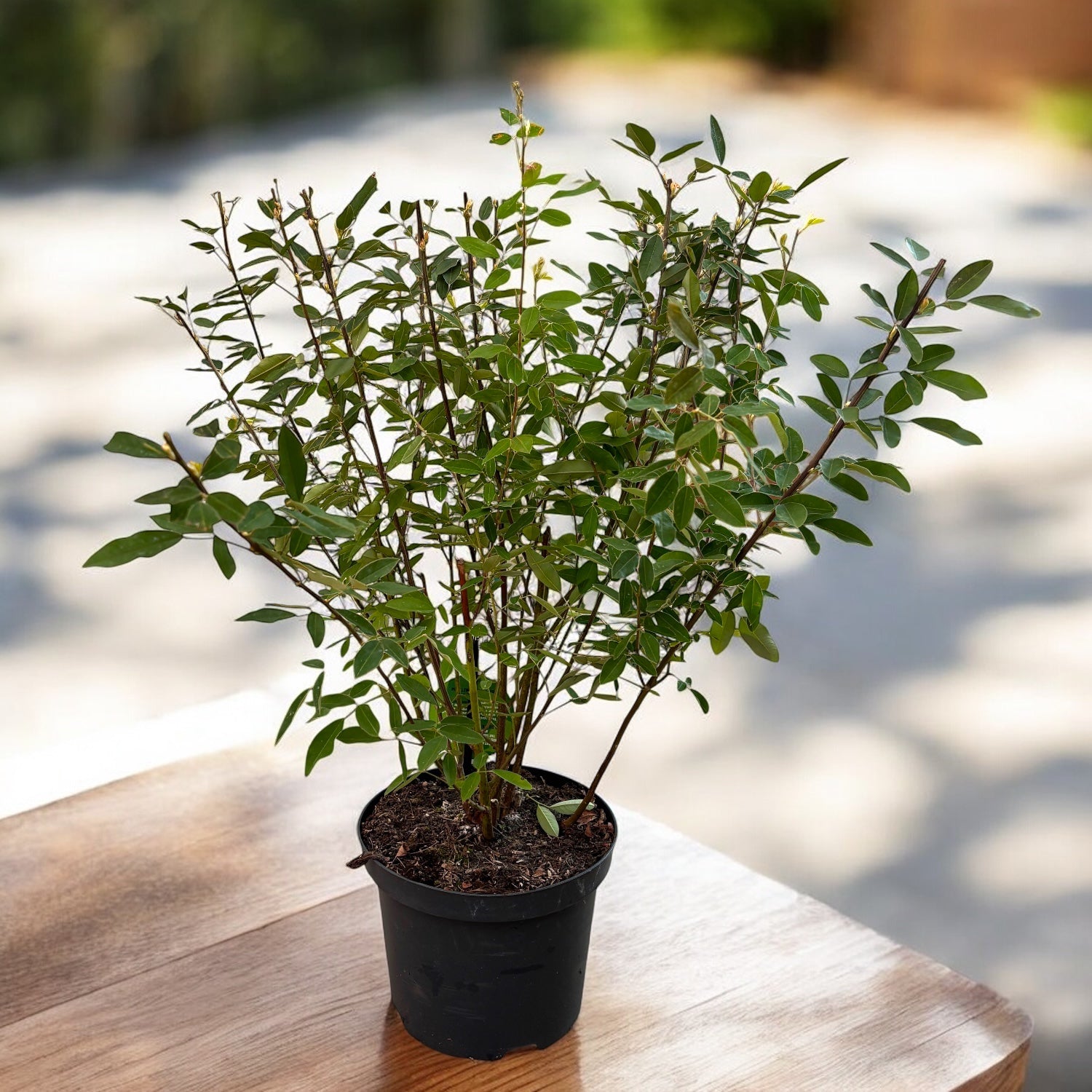 Lespedeza thunbergii – arbustul de matase cu lastari arcuiti si flori roz-violet