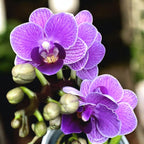 Phalaenopsis Ljubičasta Kraljica