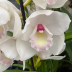 Cymbidium Due Vergini