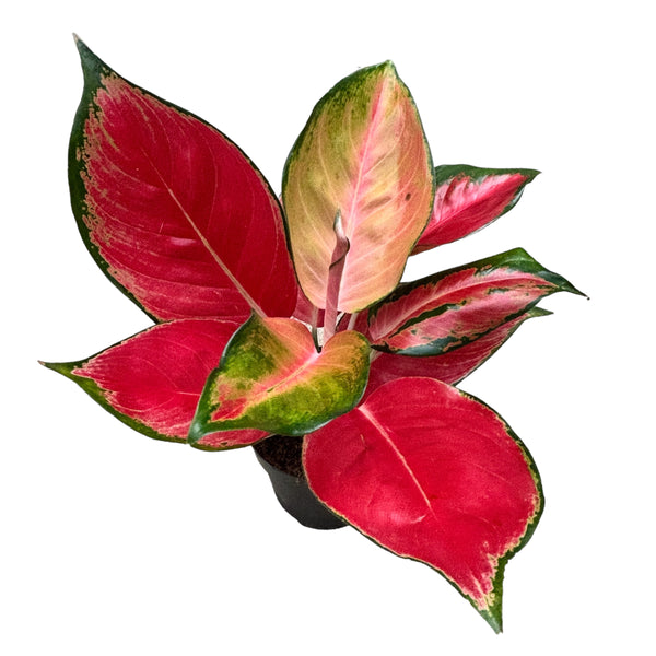 Aglaonema 'Chilli Red’