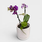 Phalaenopsis Reyoung Ultra Violet