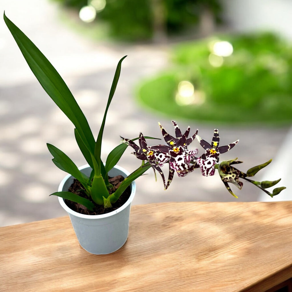 Oncidium (Cyrtocidium) Holm’s Wizard var. #04 - illatos!