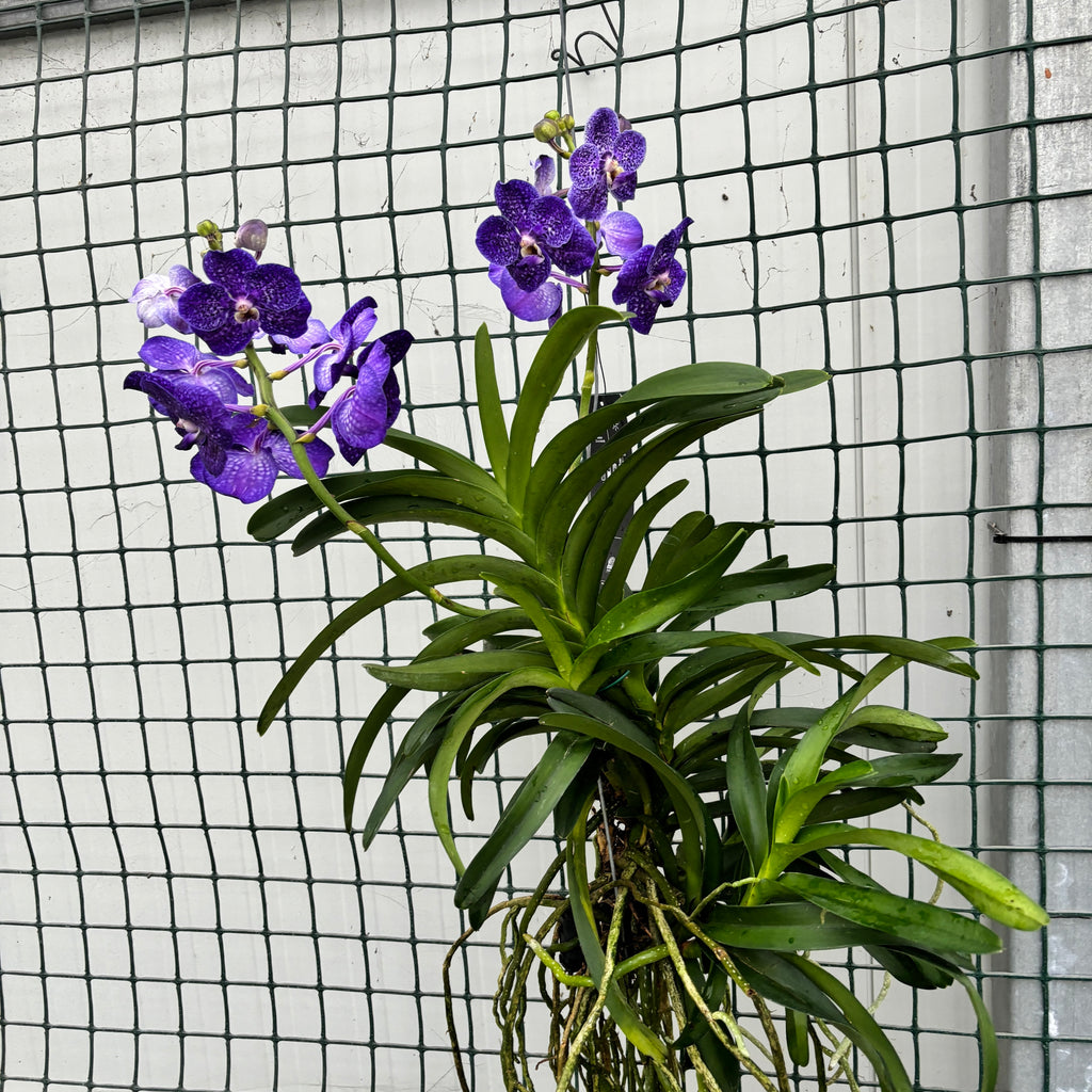 Vanda Tweed Blue XXL 5p (Ansu)