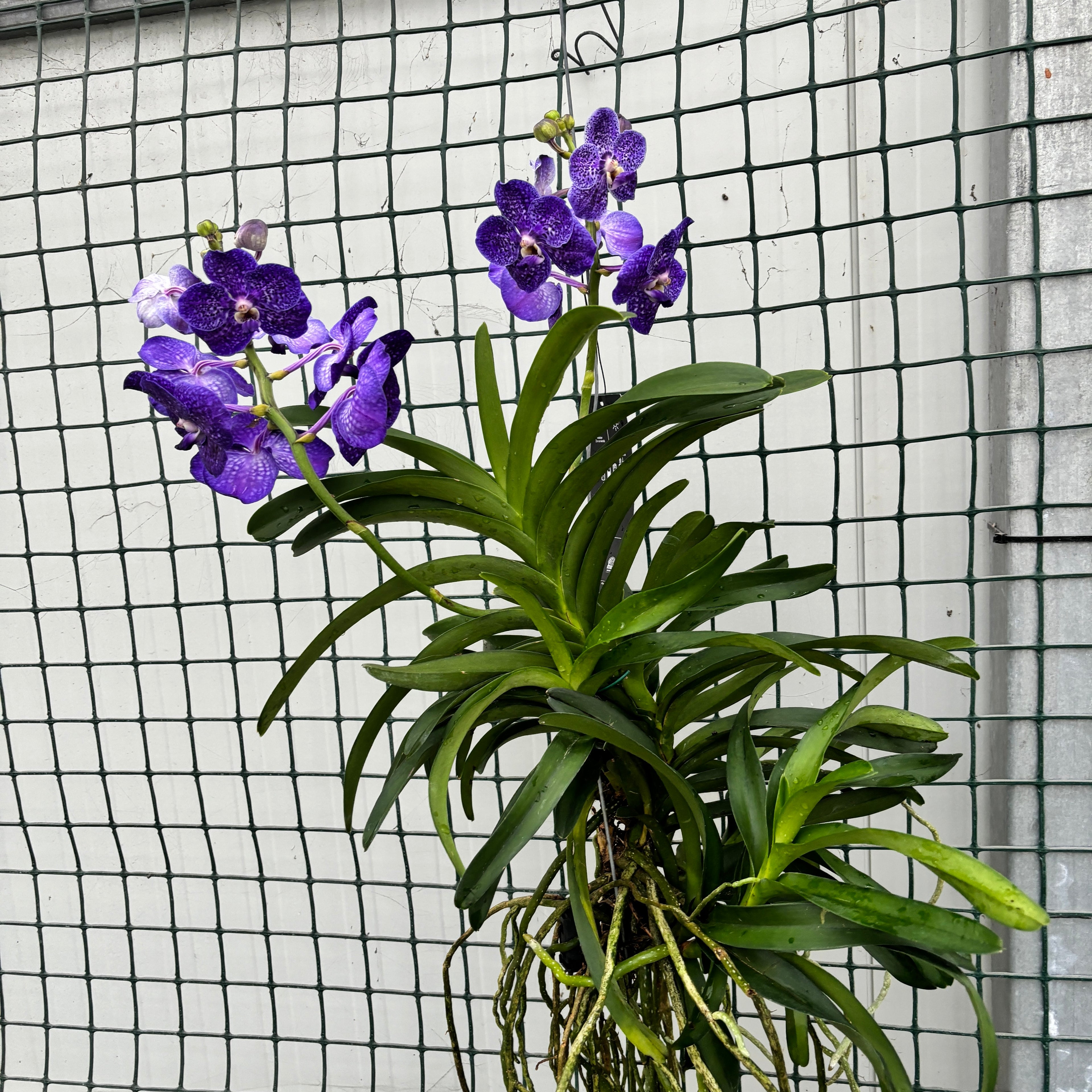 Vanda Tweed Blue XXL 5p (Ansu)