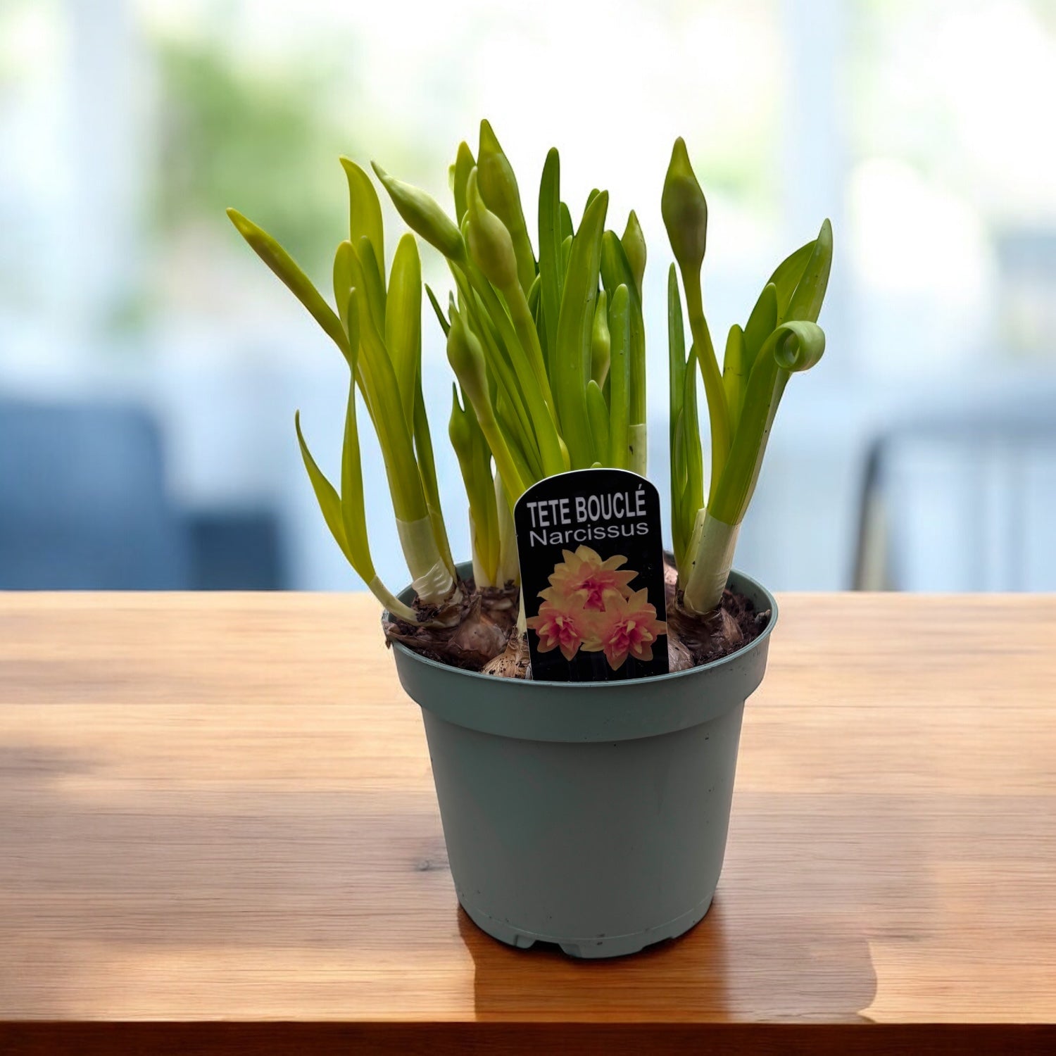 Narzisse mit doppelter gelber Blüte - Narcissus 'Tete Boucle'