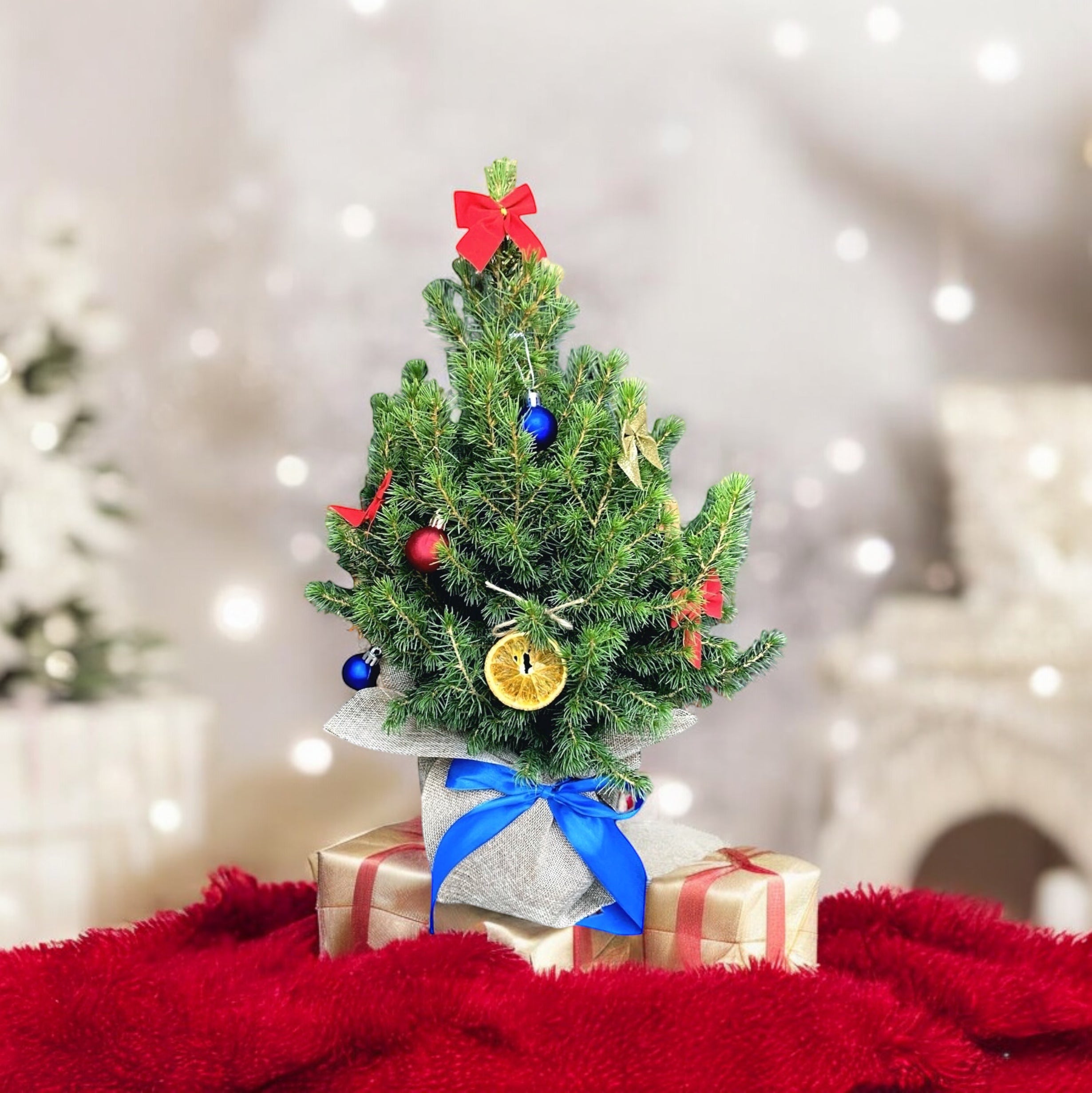 Brad natural ambalat de cadou si impodobit ‘BlueSpark’