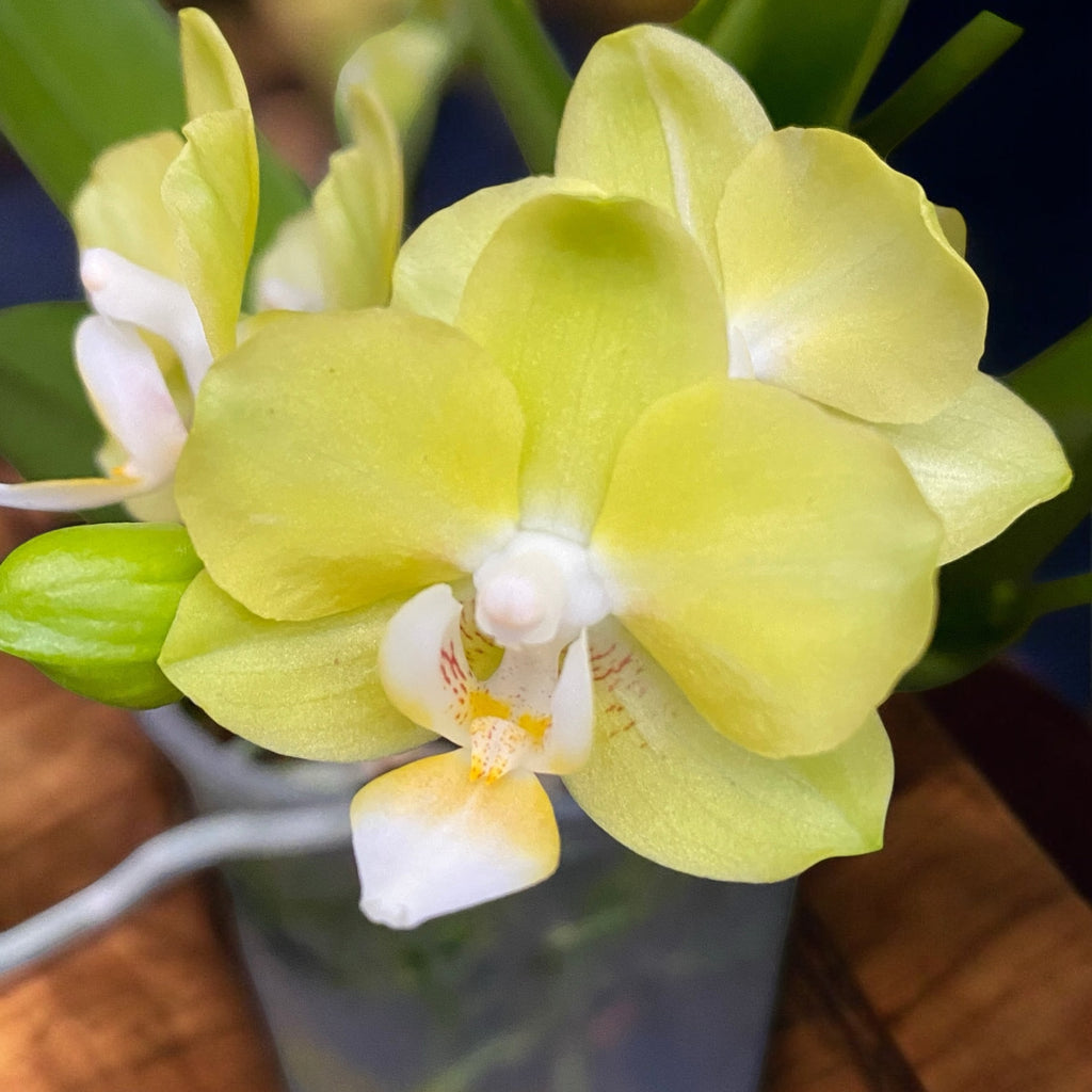 Phalaenopsis Table Lemon (Allura Songbird)