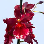 Vuylstekeara Senorita Roja