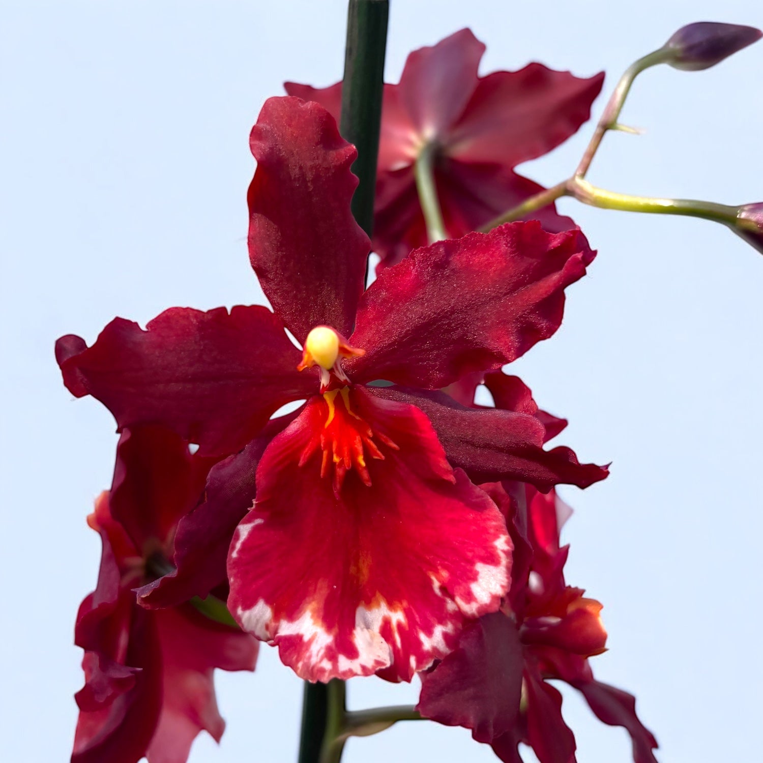 Vuylstekeara Senorita Roja