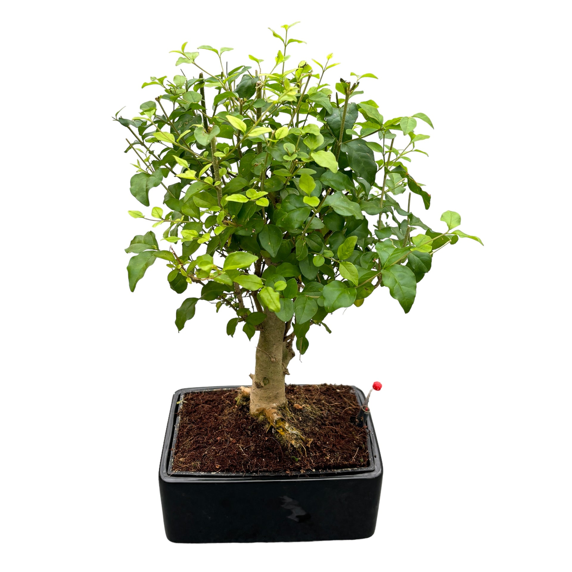 Bonsai Ligustrum (watersystem) – Secret Garden Plant Shop