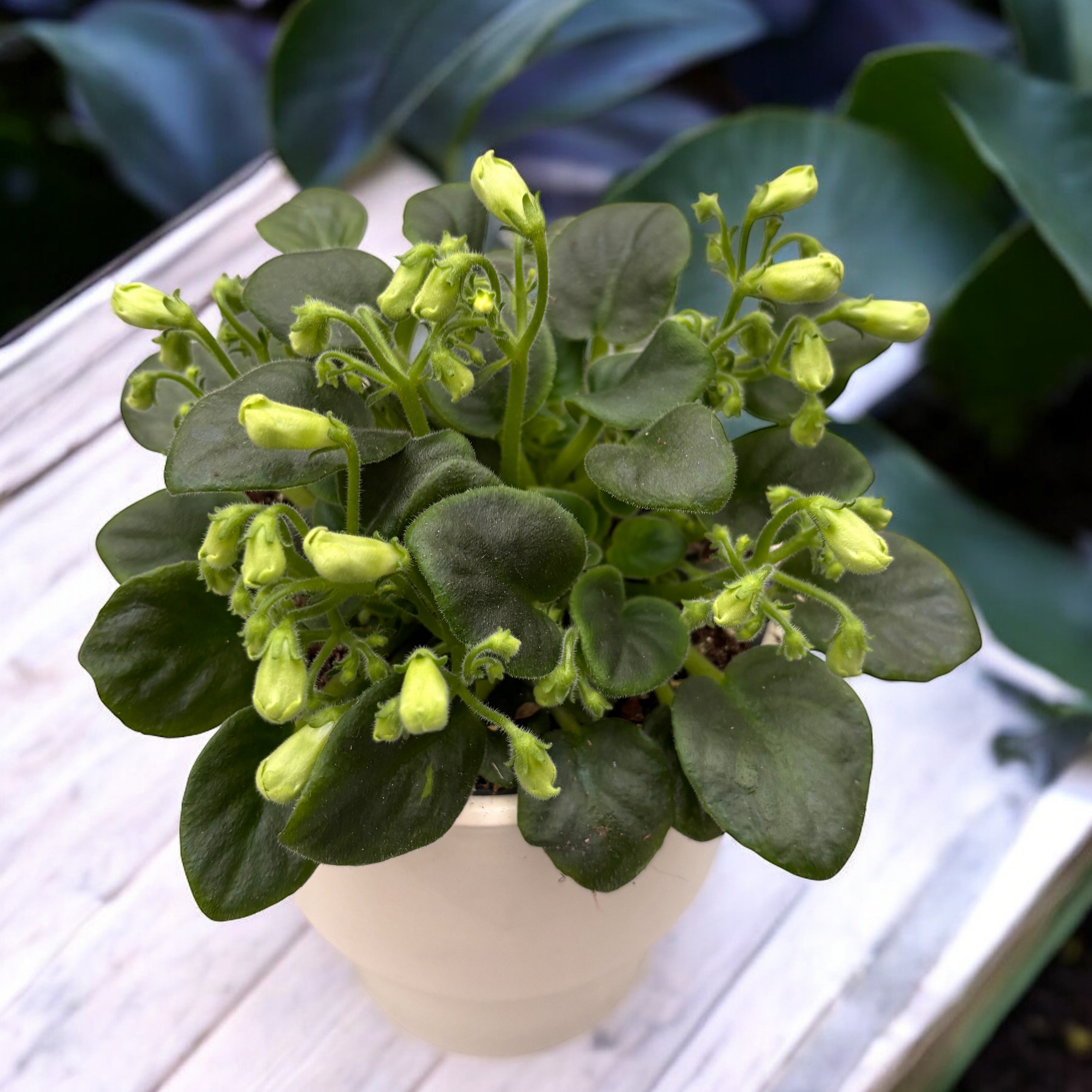 Saintpaulia Emerald Bell - violete speciale