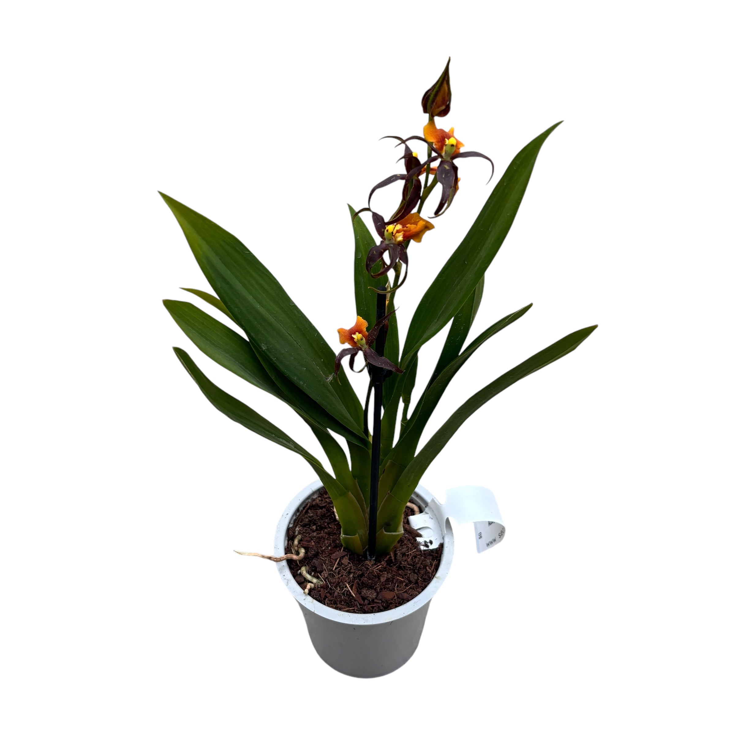 Adaglossum Summit 'French Town'