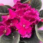 Saintpaulia Inova Spectra Madison - violete africane crete