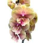 Phalaenopsis ‘Lianher Rainbow’ (Daria) veľké pysky