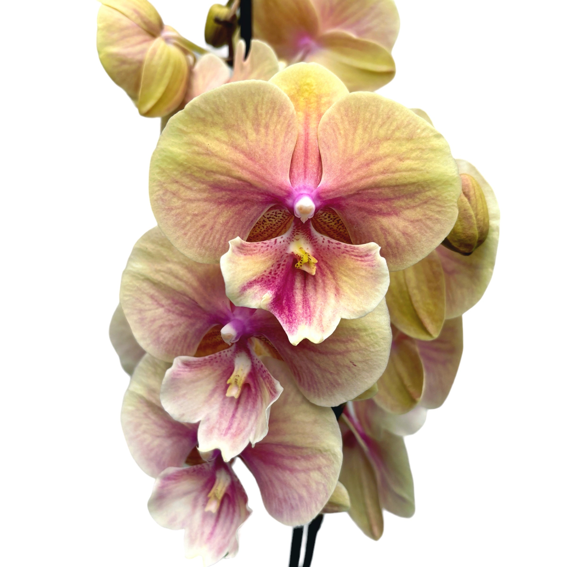 Phalaenopsis ‘Lianher Rainbow’ (Daria) grande lèvre