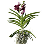Vanda Cioccolato (Ansu)