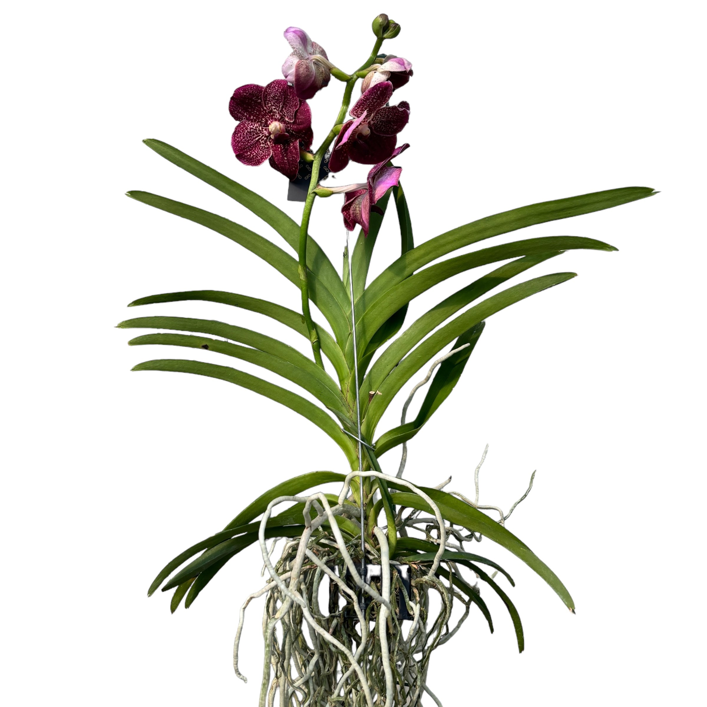 Vanda Suklaa (Ansu)