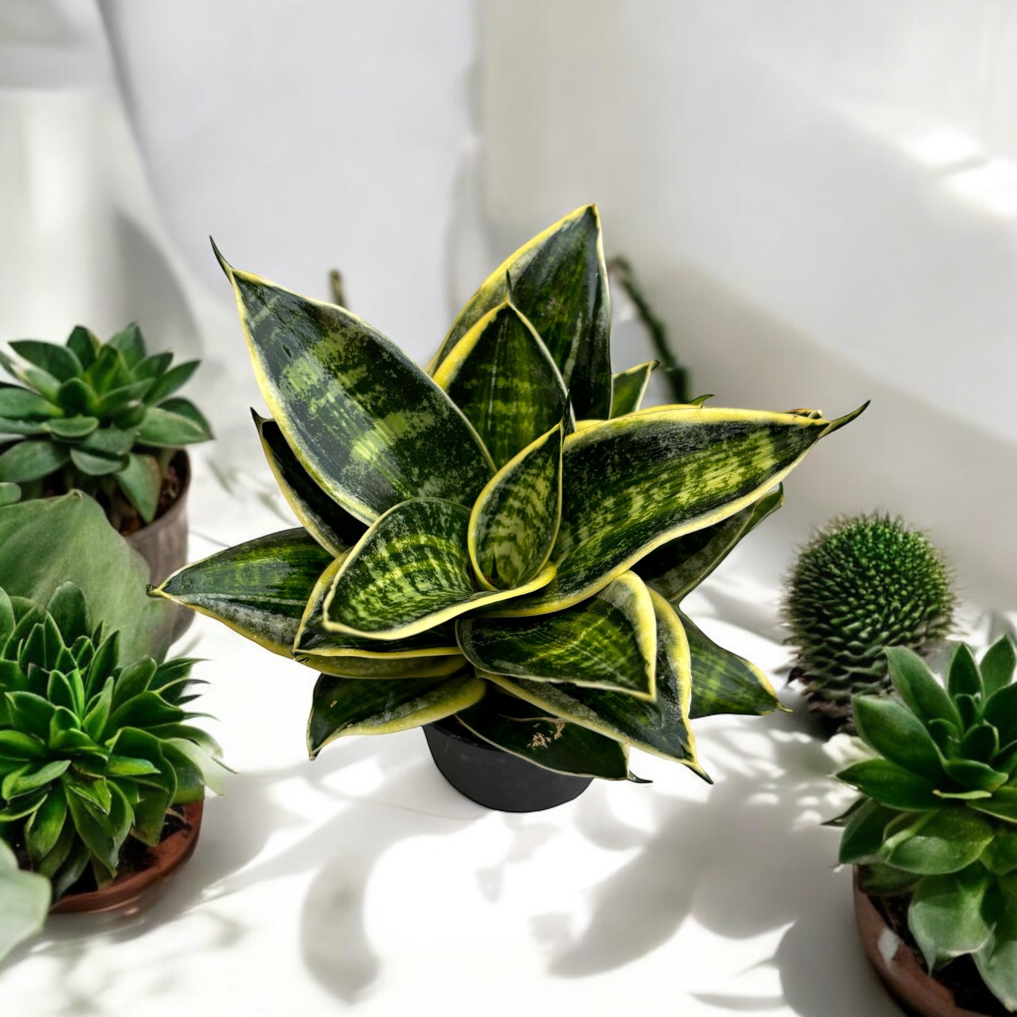 Sansevieria Hahnii 'Superstar'