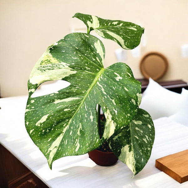 Monstera variegata 'Thai Constellation' (D12)