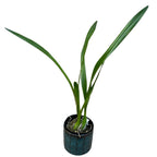 Encyclia alata - fragrant