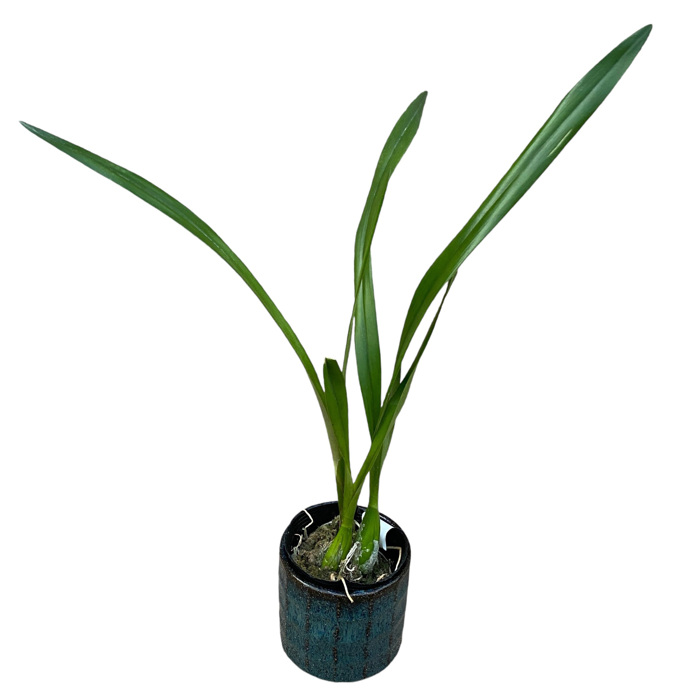 Encyclia alata - parfumata