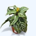 Aphelandra squarrosa 'Dania' (Planta Zebra)