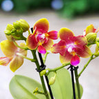 Phalaenopsis Rising Sun - flores peloricas perfumadas (Butterfly & 3lips)