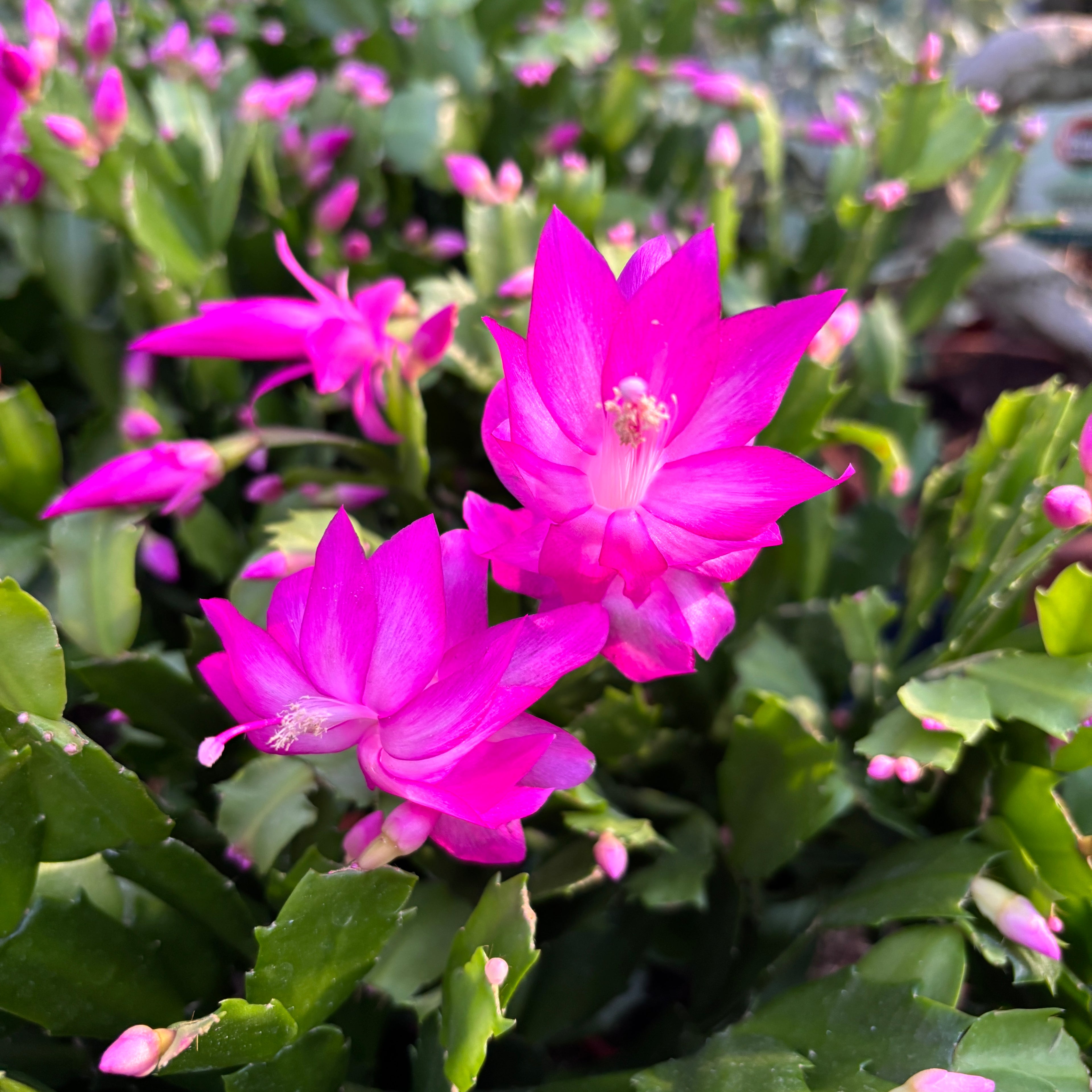 Schlumbergera Cyber Dancer (craciunita roz) - exemplare XL