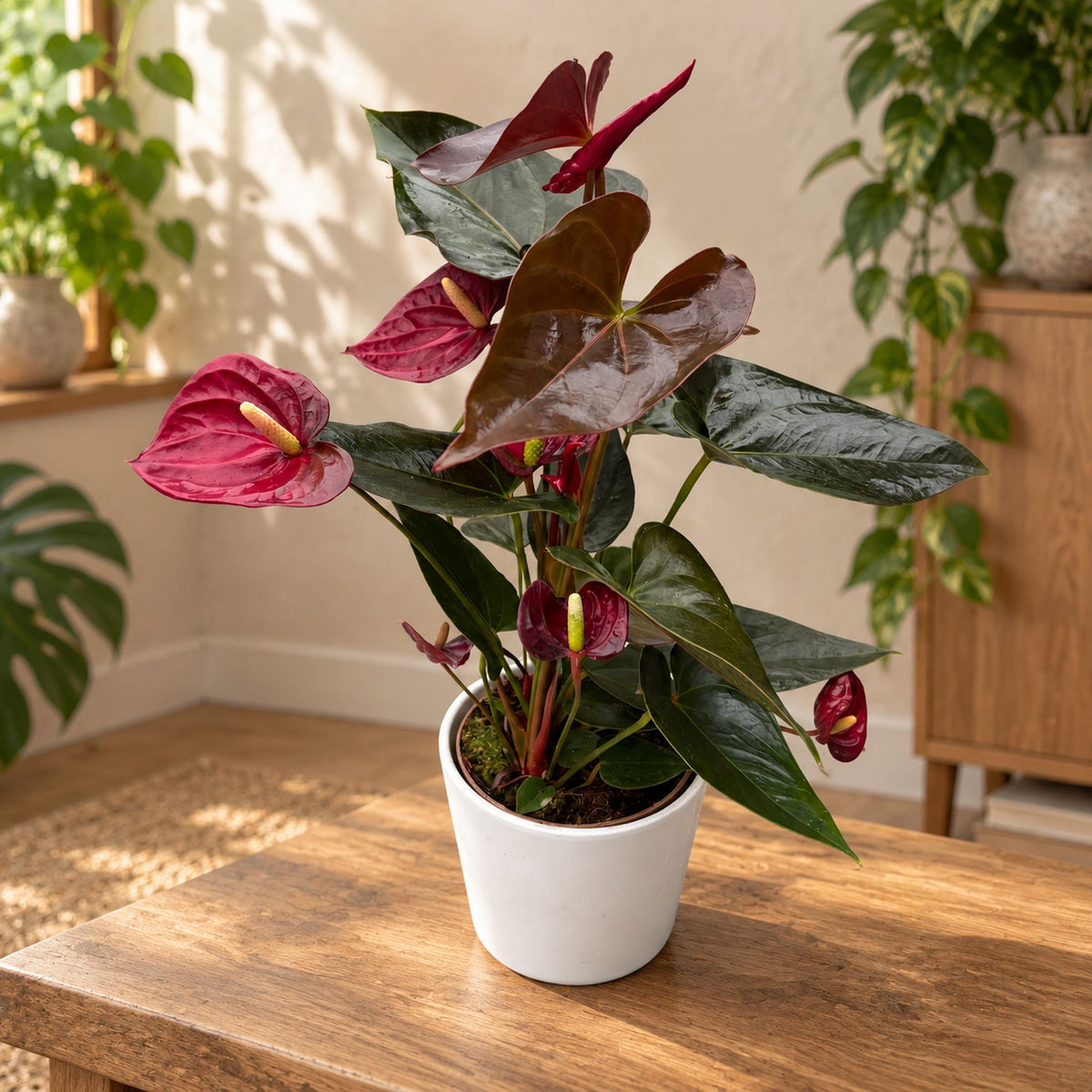 Anthurium Andreanum ‘Delicata’
