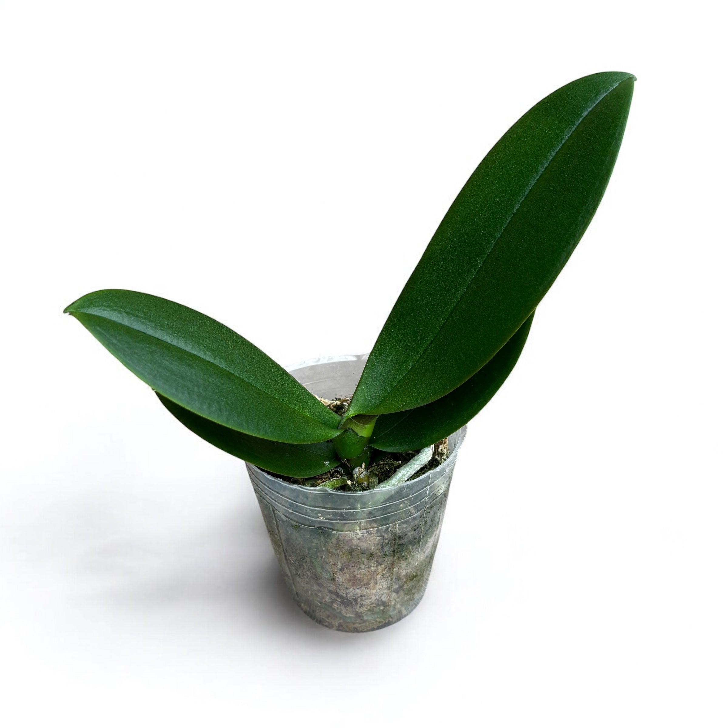 Phalaenopsis King Car Clown (Grande Lèvre)