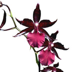 Oncostele Midnight Miracles (syn. Colmanara Masai Red)
