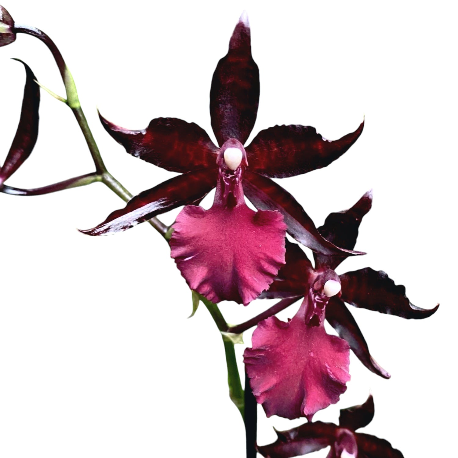 Oncostele Midnight Miracles (syn. Colmanara Masai Red)