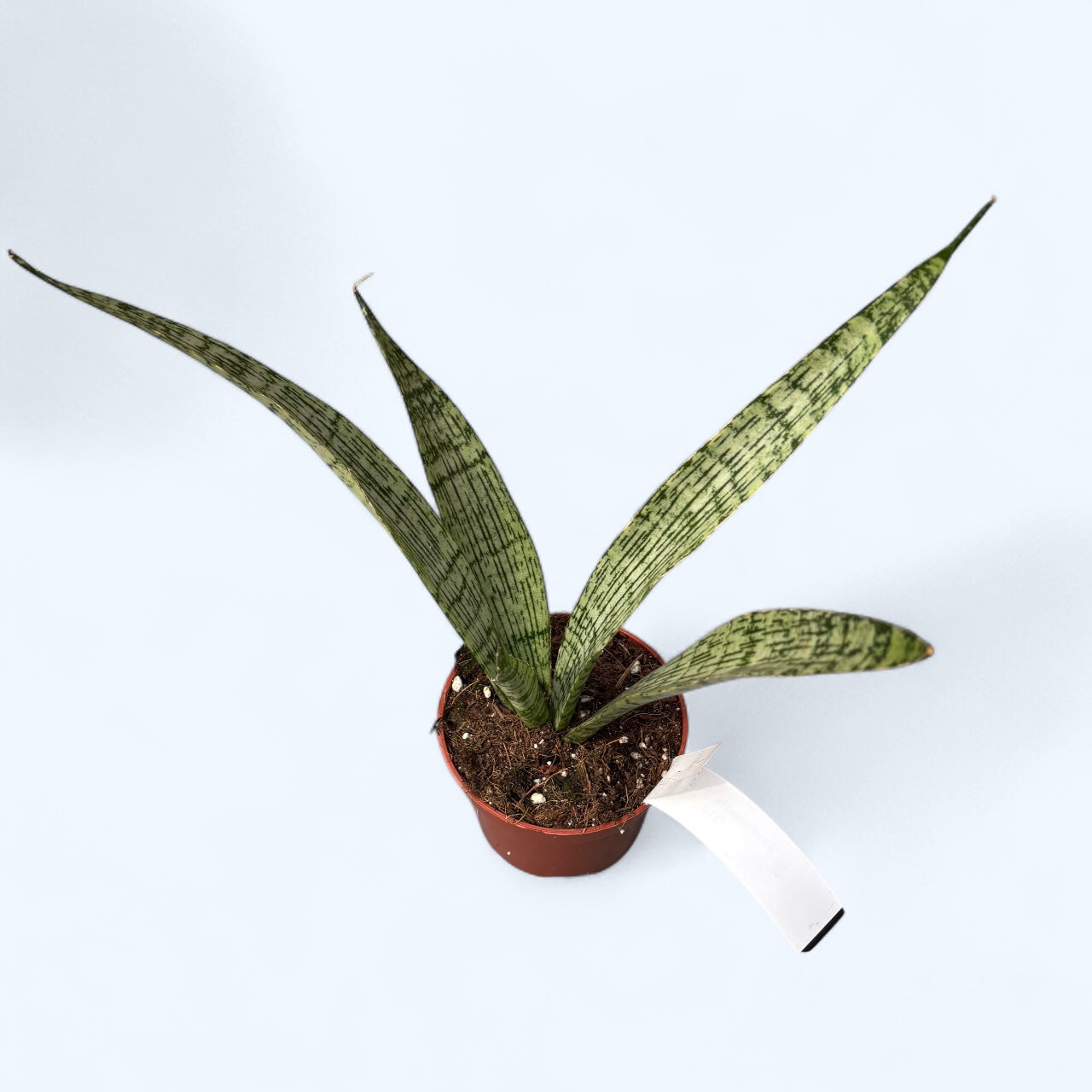 Sansevieria ‘Everest’