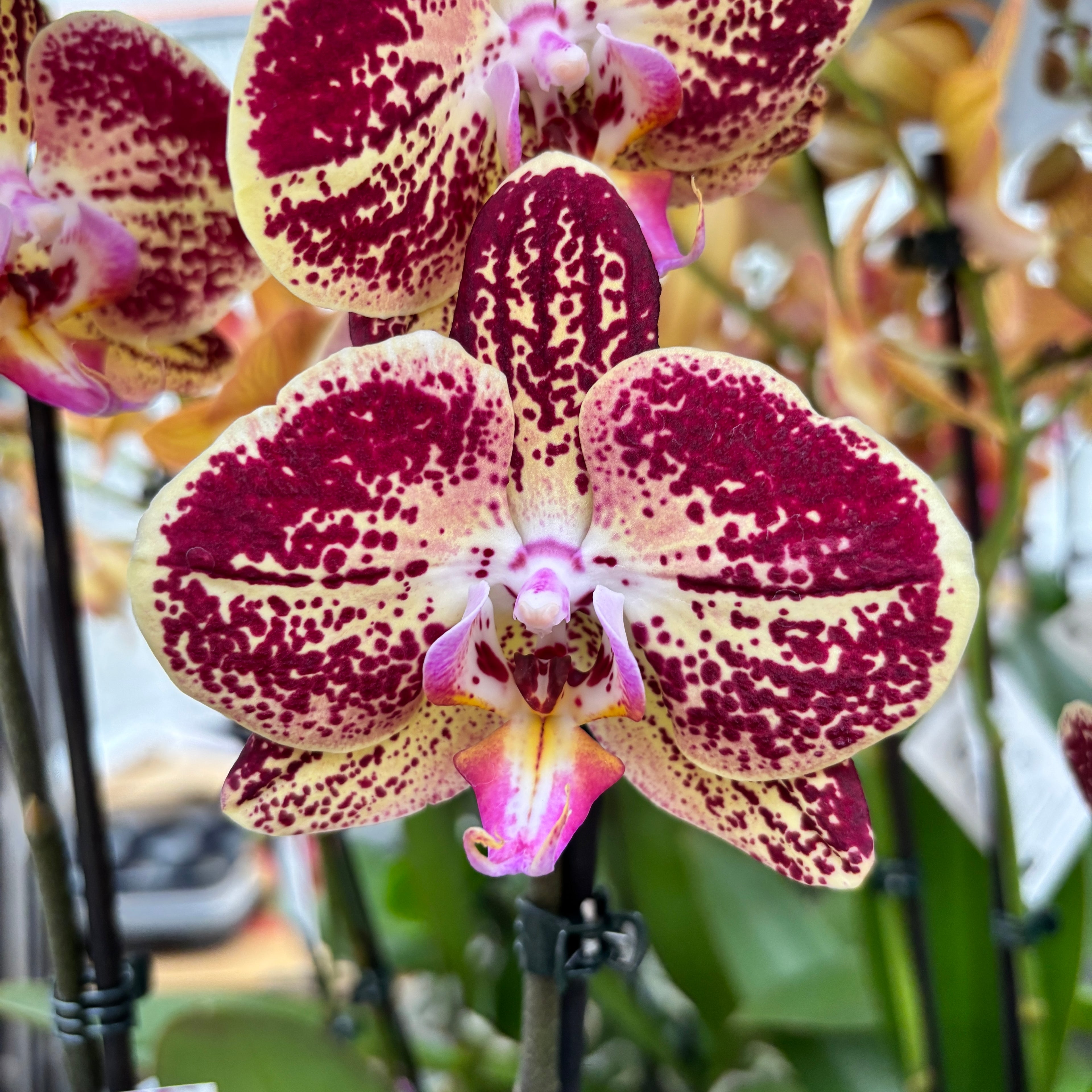 Phalaenopsis Limitata