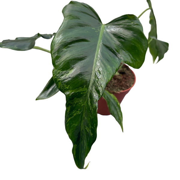 Philodendron gesprenkelter goldener Drache