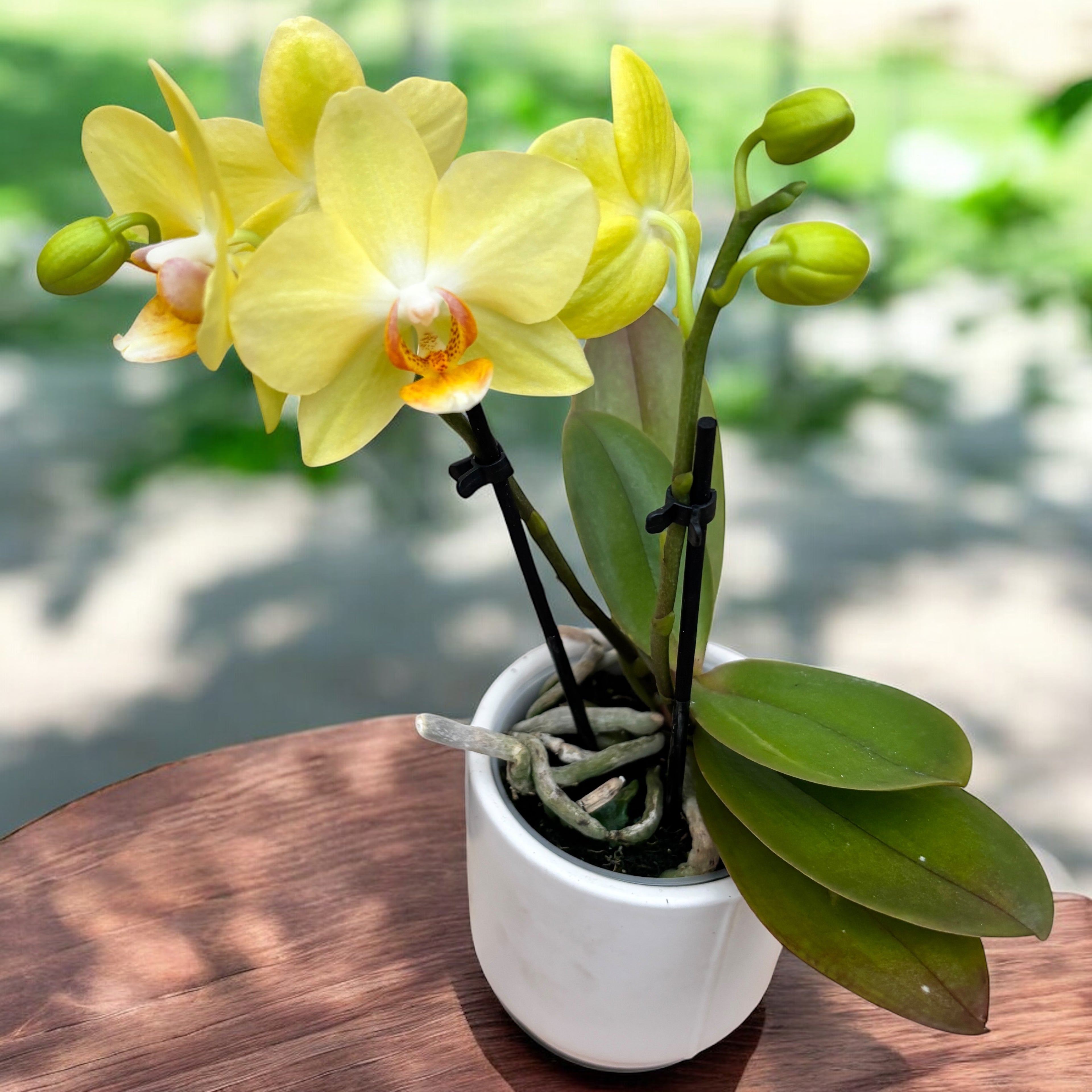 Phalaenopsis Anthura Albenga (miniatura)