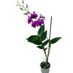 Dendrobium Phalaenopsis Pink Party