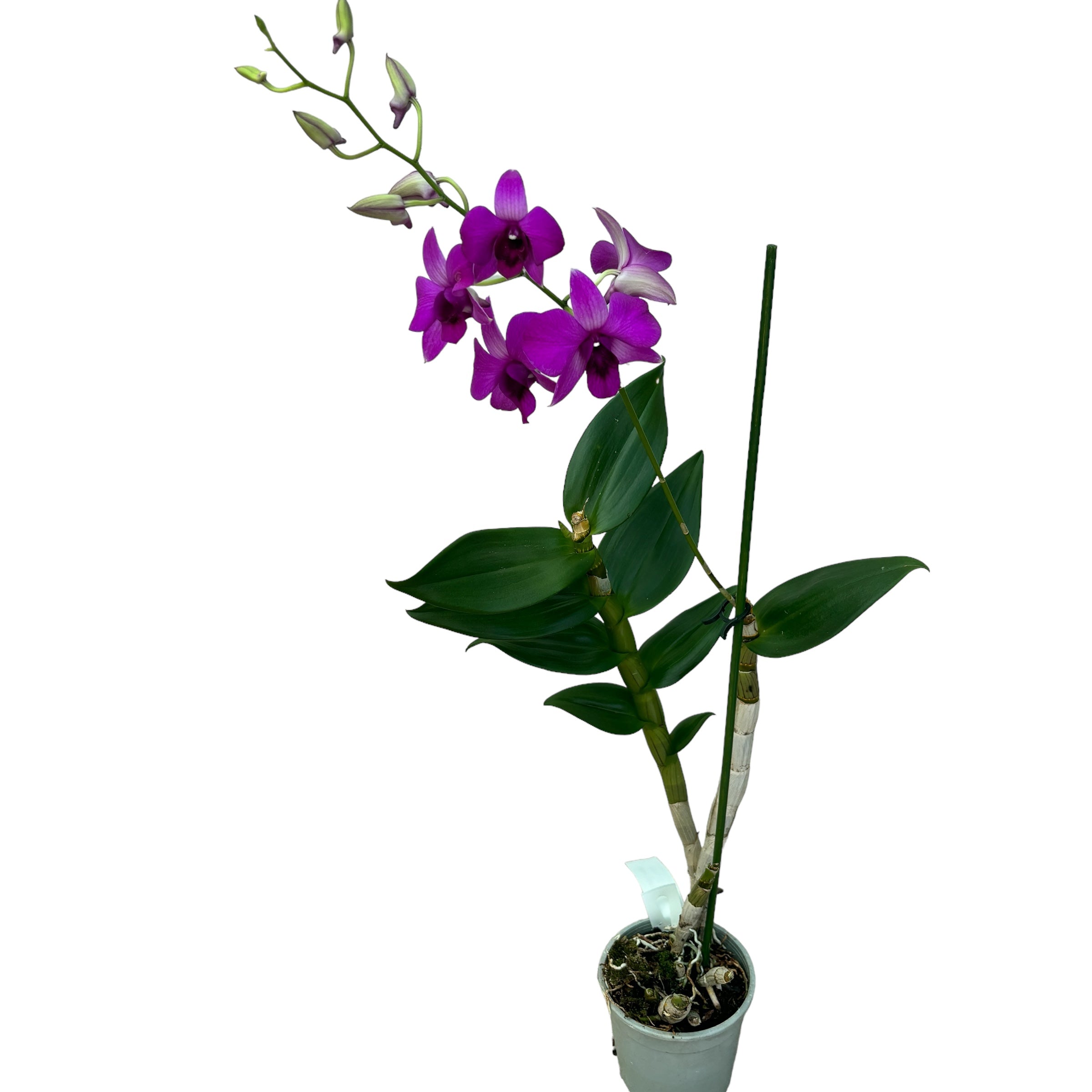 Dendrobium Phalaenopsis Pink Party