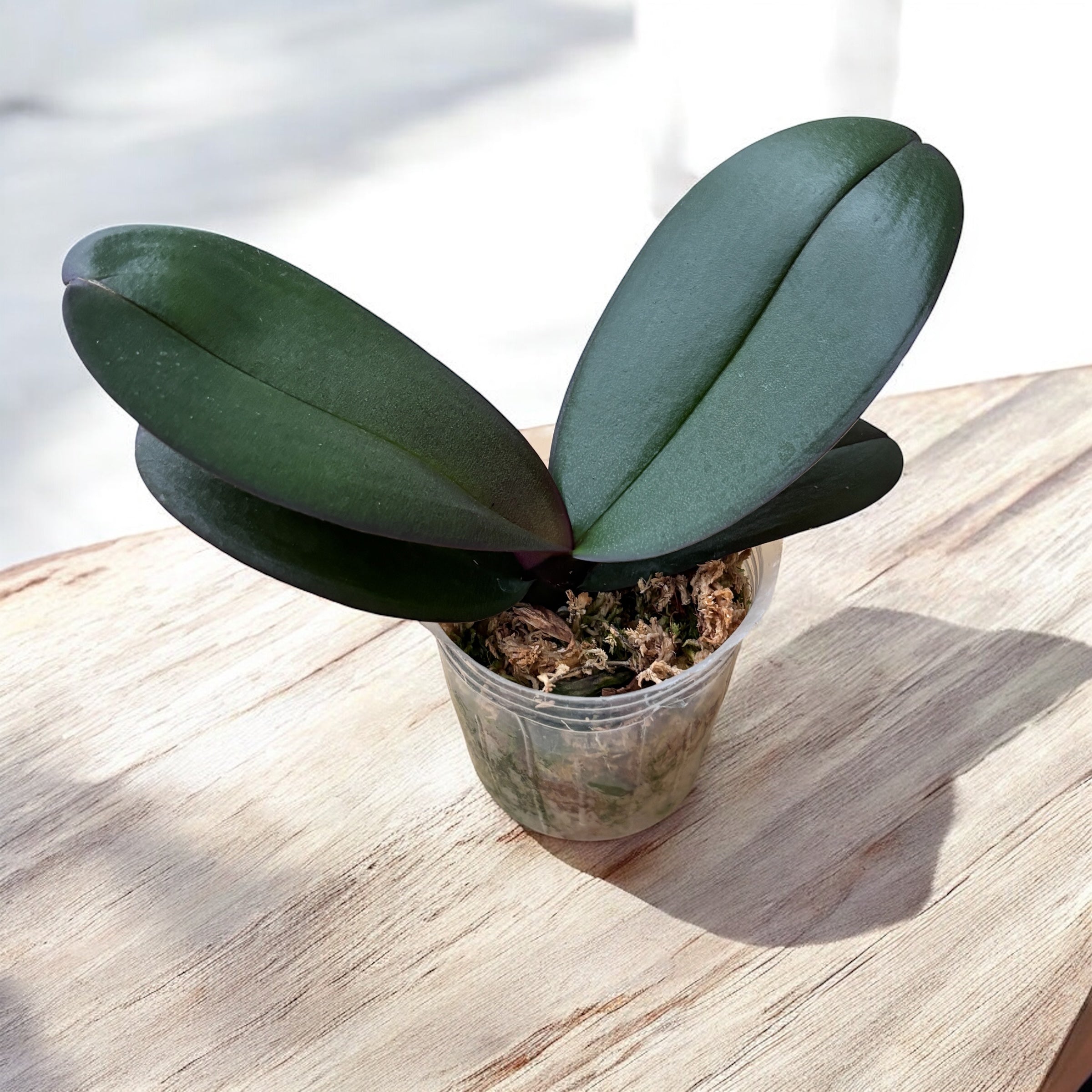 Phalaenopsis OX Black Face (pélorique)