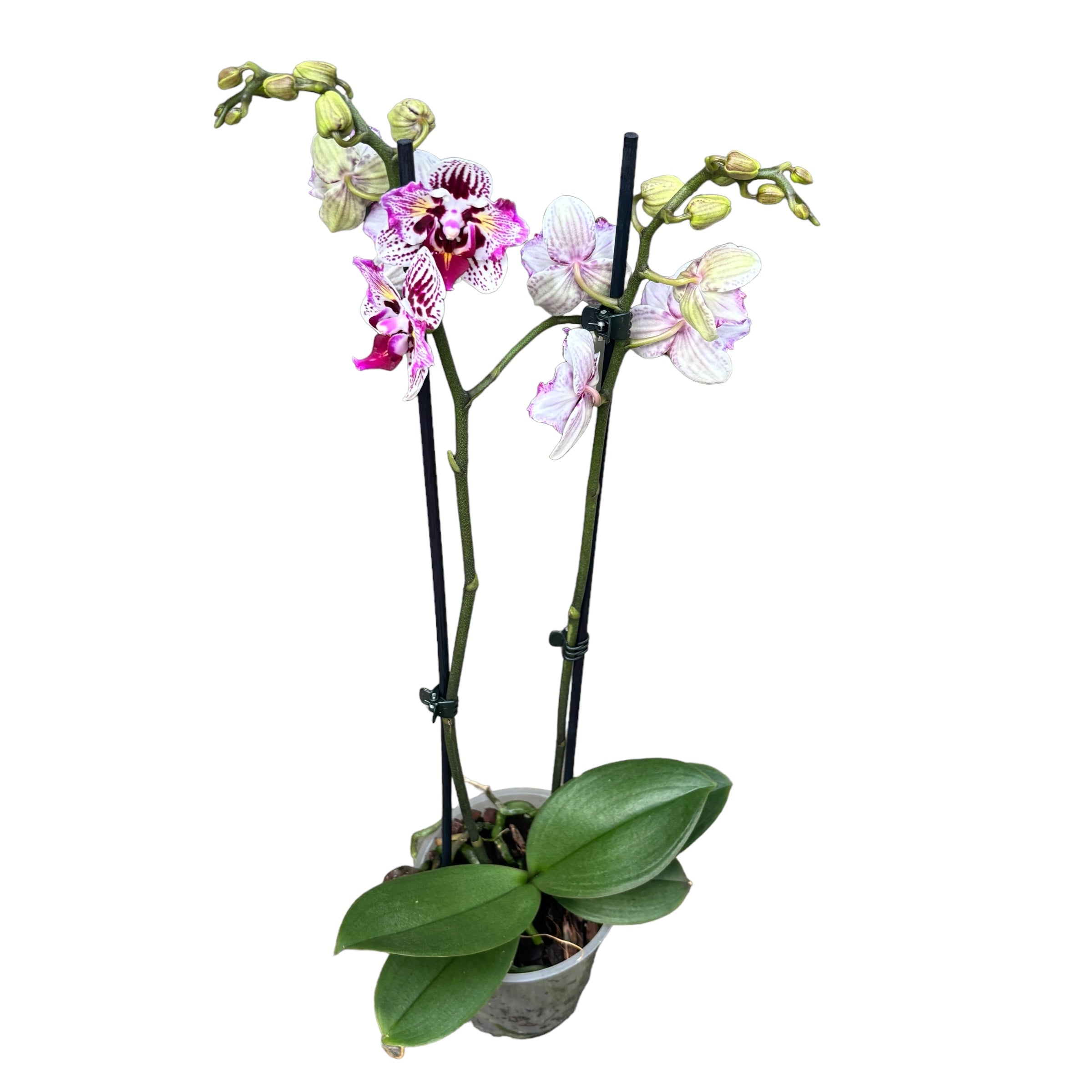 Phalaenopsis Younghome Summer (pélorique-papillon)