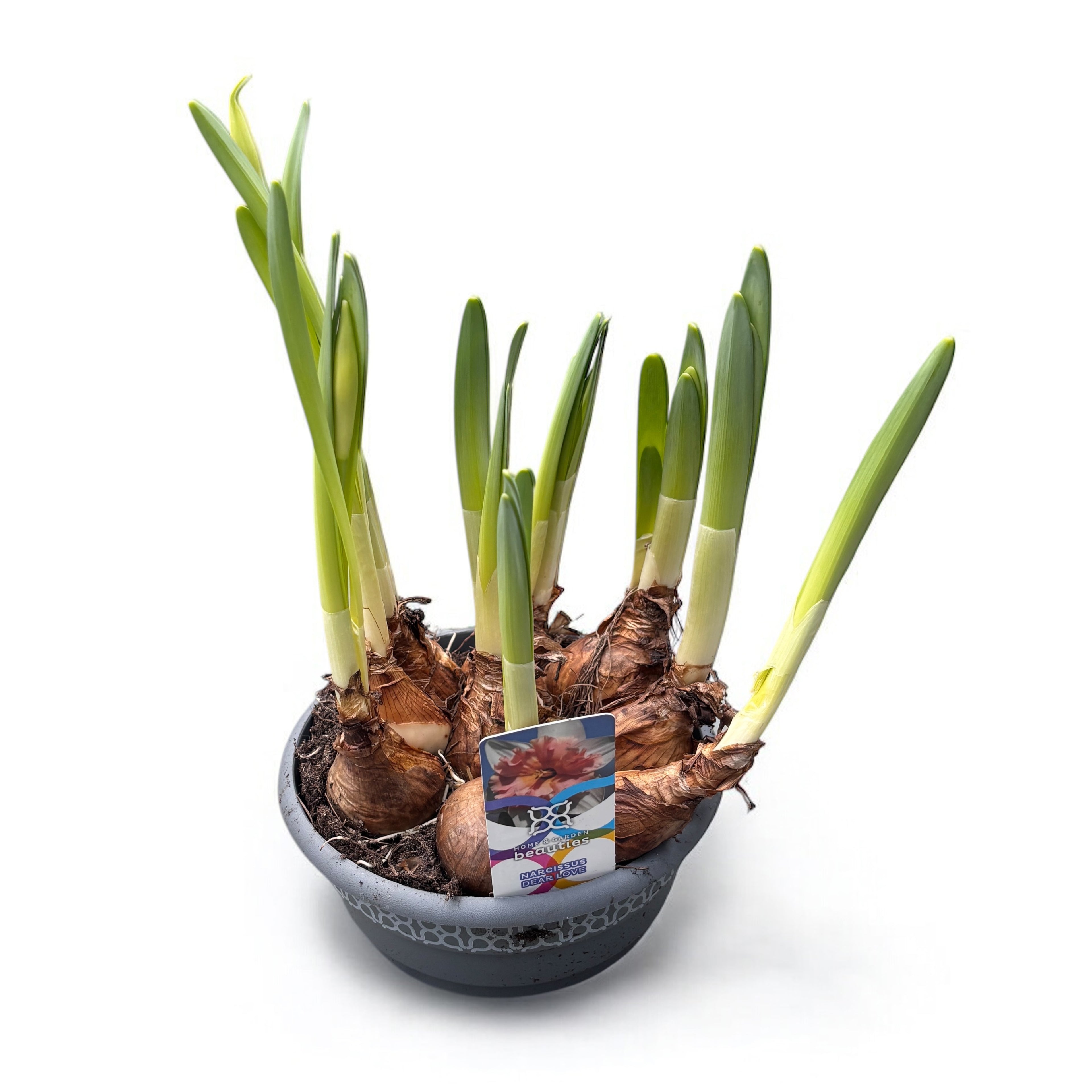 Narcise speciale parfumate - Narcissus 'Dear Love'