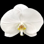 Phalaenopsis Singolo Tosha (White) - XXL flower